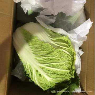 Chinese beijing cabbage export / fresh vegetables mixed container loading